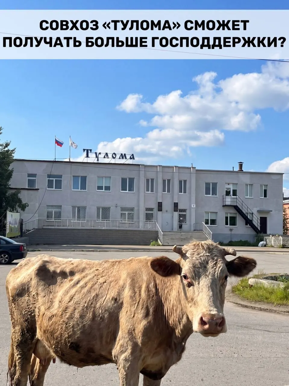 Минсельхоз расширил условия получения федеральной поддержки для предприятий молочного животноводства — это важно для Мурманской области. Однако критическое состояние ряда хозяйств ставит под сомнение, успеет ли помощь прийти вовремя.