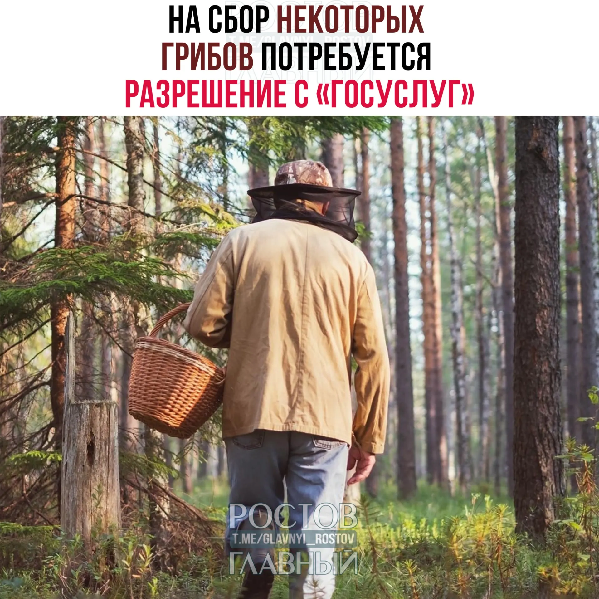 Для сбора отдельных видов грибов — в том числе золотистой сыроежки и чёрного трюфеля — потребуется оформление разрешения на портале «Госуслуги». Заявления будут рассматривать до 15 дней; за сбор краснокнижных видов без разрешения предусмотрена уголовная ответственность.