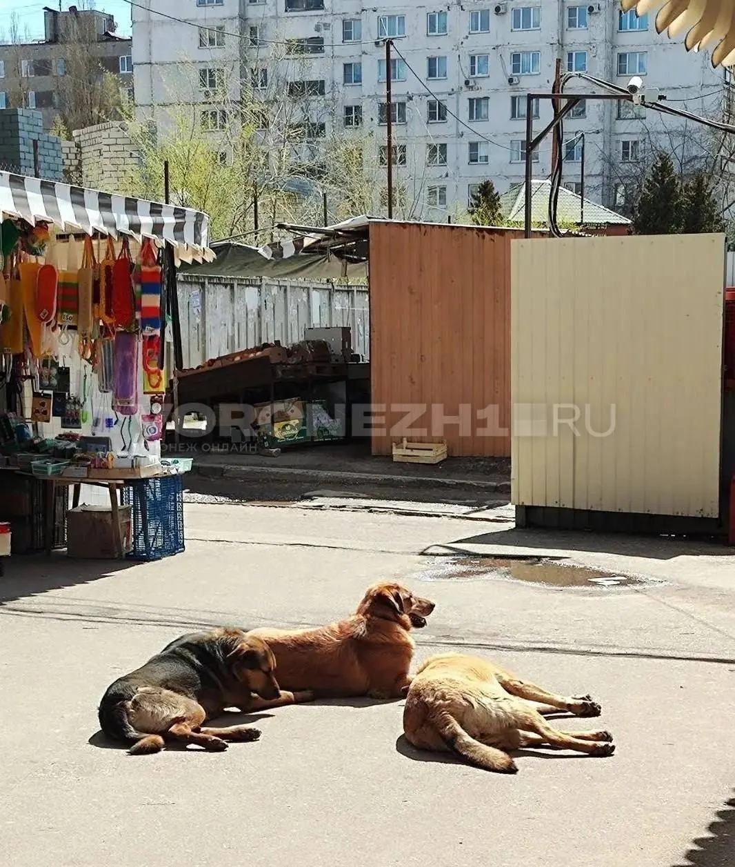 По факту халатности в связи с нападениями бродячих собак возбуждено уголовное дело; расследование взяли под контроль в центральном аппарате Следственного комитета.