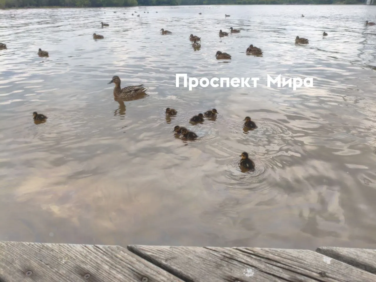 Радужные разводы бензина замечены рядом с вантовым мостом в Красноярске: на воде плавают утята. Источник загрязнения пока не установлен, аналогичные следы ранее фиксировали возле Николаевского моста.