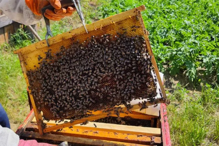 В Красноярском крае зафиксирована массовая гибель пчёл. Образцы показывают наличие пестицидов, расследование указывает на возможное воздействие химикатов при обработке полей и вызывает экономический ущерб для пчеловодов региона.