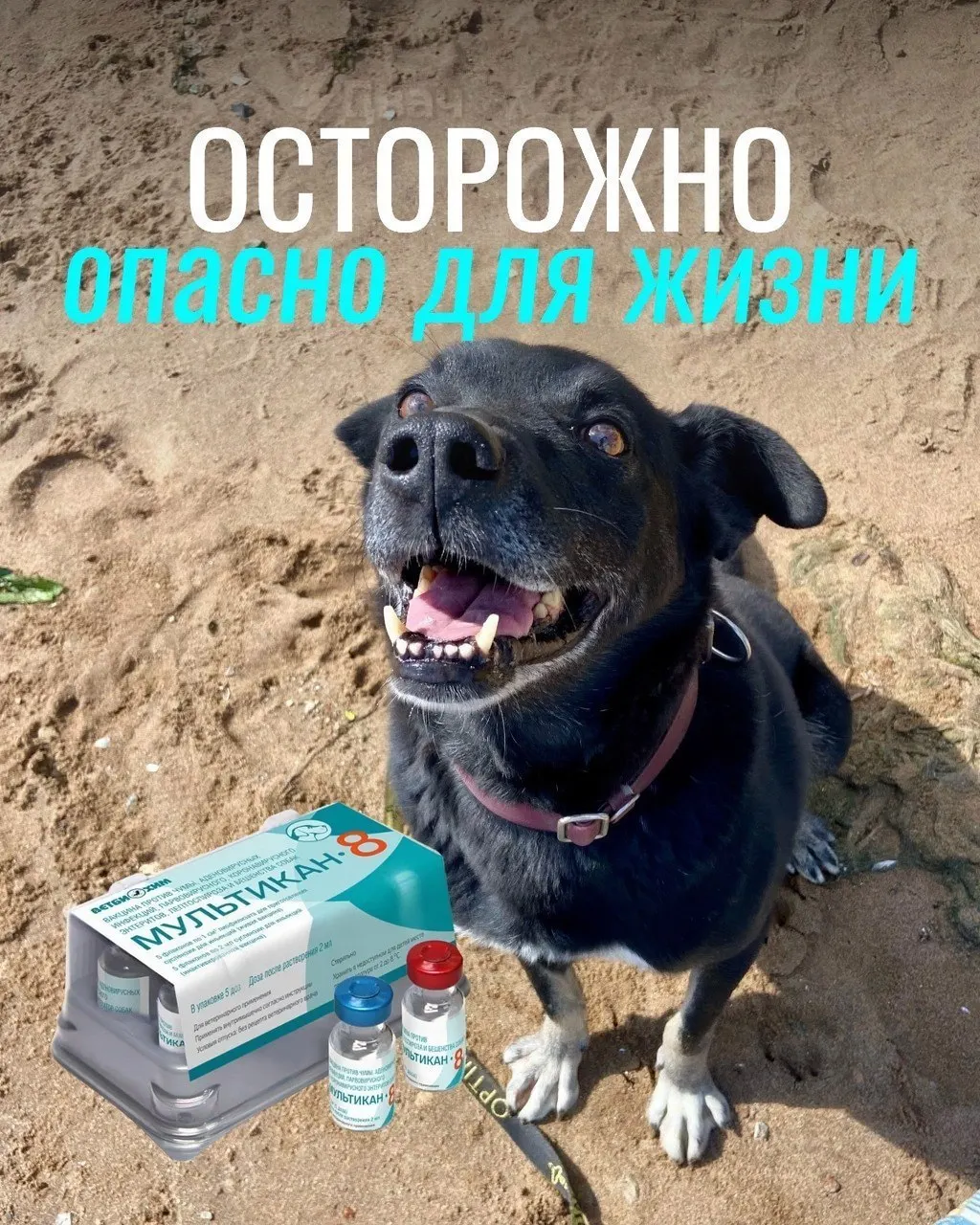 После прививок у некоторых животных возникли тяжёлые реакции; проводится проверка безопасности вакцины.