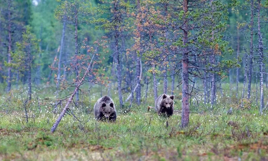 В регионе отмечено увеличение популяции бурых медведей; приняты распоряжения по регулированию численности и усилены меры безопасности для населения.