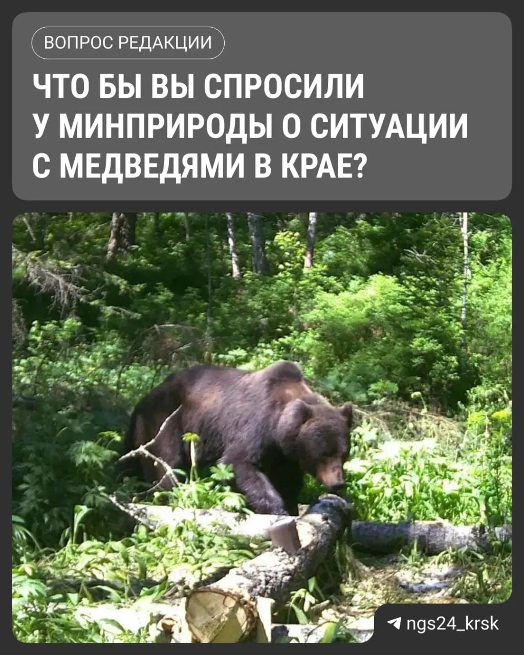В регионе продолжаются нападения медведей: погибло шесть человек, начато расследование халатности, жители ждут ответов от властей.