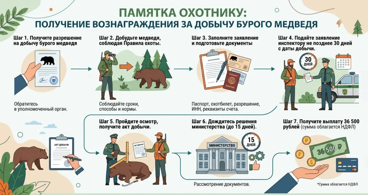 За зверя выплатят 36 500 рублей при добыче в разрешённых охотугодьях; оформление заявления возможно до 30 дней после охоты, сумма на руки после НДФЛ составит около 31 755 рублей.