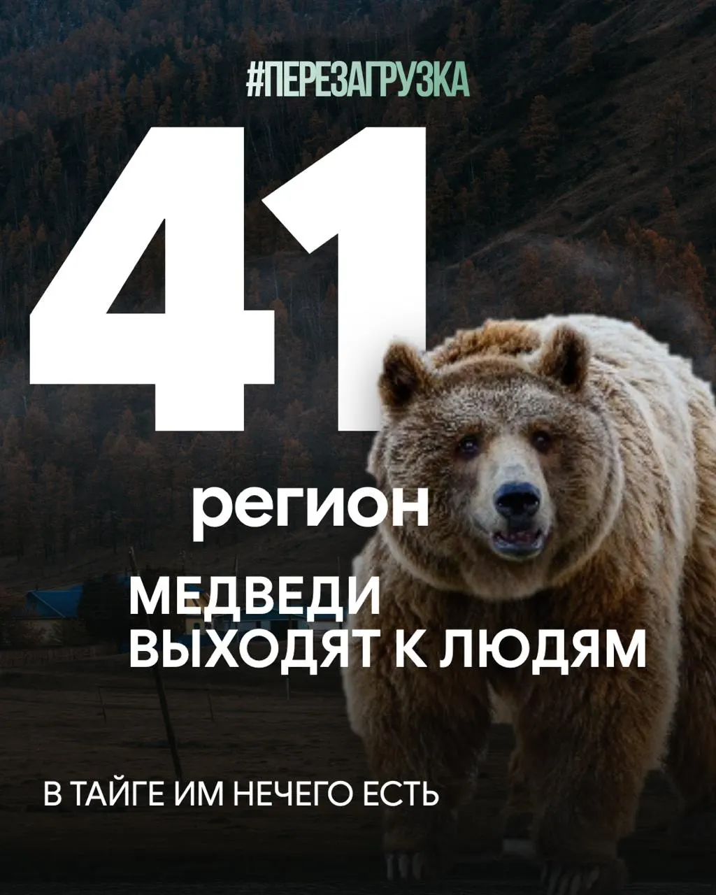 В Сибири растёт число встреч с медведями, люди гибнут, а леса вырубаются ради экспорта древесины — последствия ощутимы для жителей регионов.