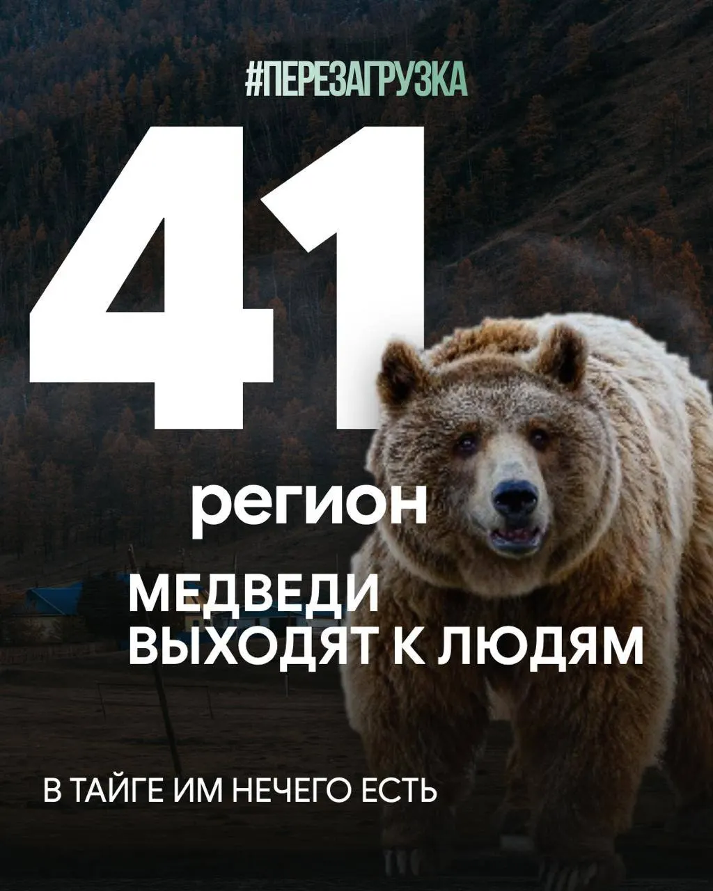 В Сибири растёт число конфликтов между человеком и дикой природой: медведи заходят в населённые пункты, а леса вырубают ради экспорта древесины.